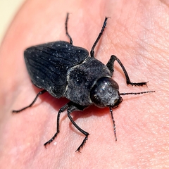 Merimna atrata