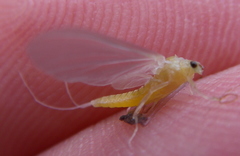 Ephemerella dorothea