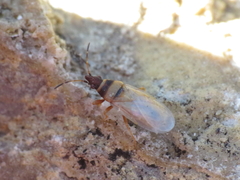 Oxycarenus pallens