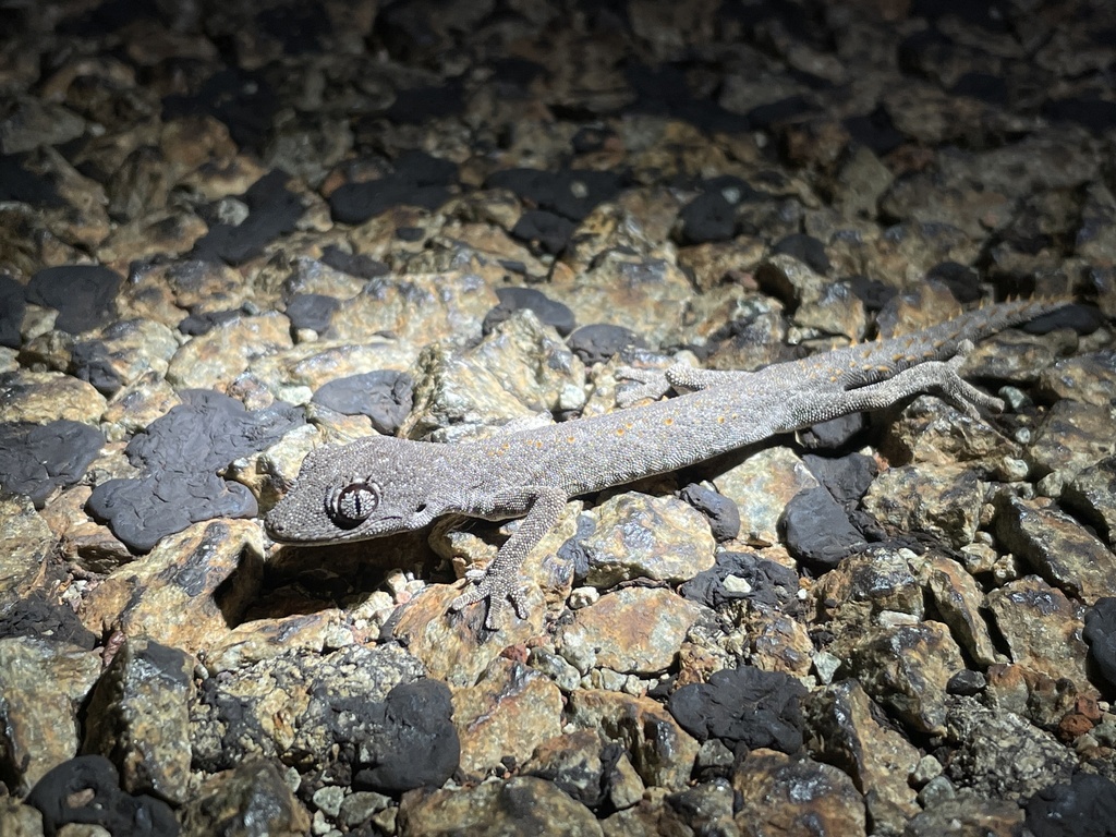Western Shield Spiny-tailed Gecko