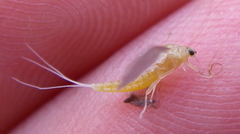 Ephemerella dorothea