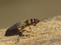 Oxycarenus pallens