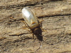 Oxycarenus pallens
