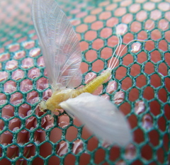 Ephemerella dorothea