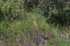 Bulbine asphodeloides