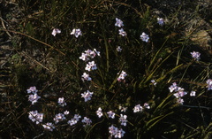 Gnidia linearifolia