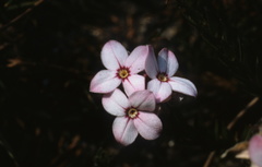 Gnidia linearifolia