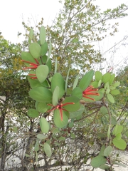 Psittacanthus biternatus