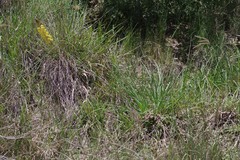 Bulbine asphodeloides