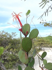 Psittacanthus biternatus