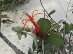 Psittacanthus biternatus