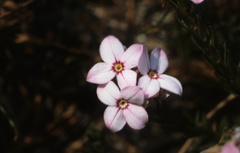 Gnidia linearifolia