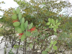 Psittacanthus biternatus