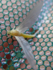 Ephemerella dorothea