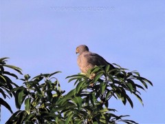 Rupornis magnirostris