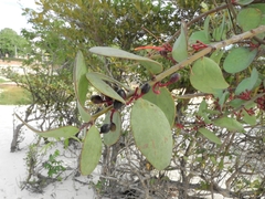 Psittacanthus biternatus