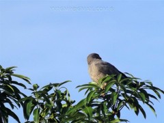 Rupornis magnirostris