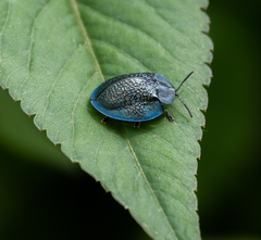 Cyrtonota thalassina