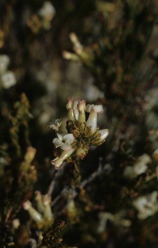 Image of Erica denticulata by (c) Tom Lloyd Evans, some rights reserved (CC BY-SA)
