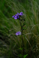 Nemesia caerulea