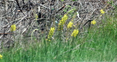 Bulbine asphodeloides