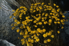 Euryops rupestris