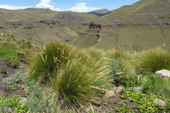 Merxmuellera macowanii