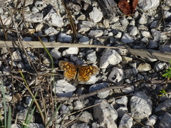 Anthanassa frisia