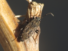 Peritrechus gracilicornis