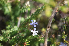 Lechenaultia expansa