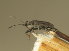 Peritrechus gracilicornis