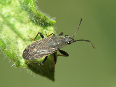Peritrechus