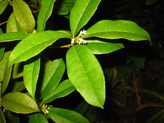 Osmanthus
