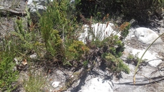 Thamnochortus fruticosus