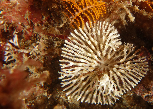 Representative image of Cyclostomatida