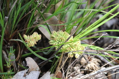 Conostylis aculeata