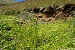 Isolepis costata
