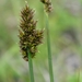 Carex glomerata - Photo (c) Nick Helme, μερικά δικαιώματα διατηρούνται (CC BY-SA), uploaded by Nick Helme