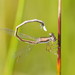 Hemiphlebia mirabilis - Photo (c) Reiner Richter,  זכויות יוצרים חלקיות (CC BY-NC-SA), הועלה על ידי Reiner Richter