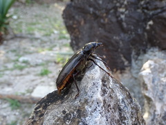 Stenodontes chevrolati