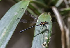 Austroargiolestes amabilis