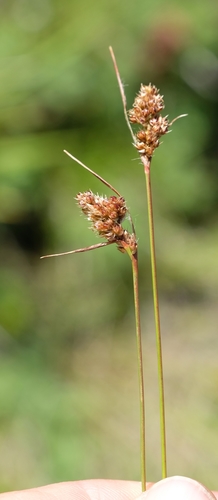 African Woodrush (Luzula africana)