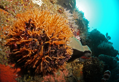 Adeonellopsis