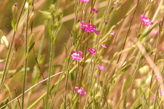 Silene scabriflora