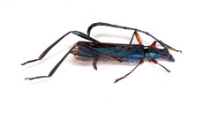 Hypocrites manicatus