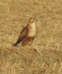 Buteo japonicus
