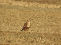 Buteo japonicus