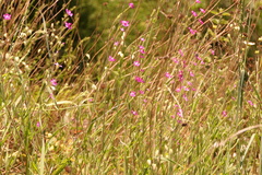 Silene scabriflora