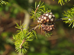 Pinus banksiana image