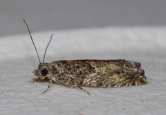 Epinotia nisella